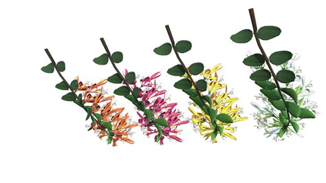 3D Caprifoliaceae Flower Model - TurboSquid 2133066