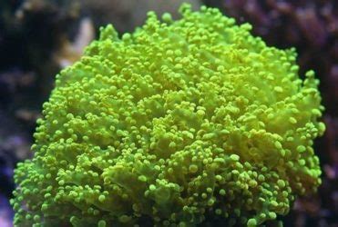 Frogspawn Corals: Care Guide, Breeding, and Tank Size