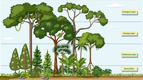 Rainforest Layers Vector Art, Icons, and Graphics for Free Download