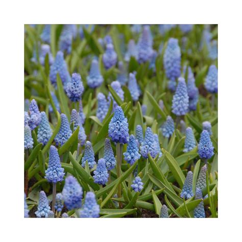 Muscari Azureum – BuyPlants.co.uk