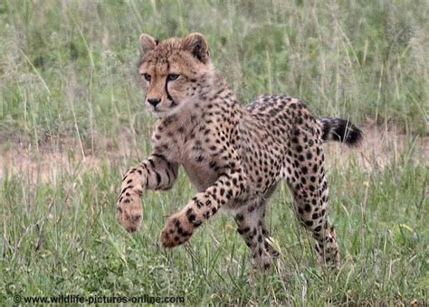 Cheetah Cubs Practise Hunting Skills