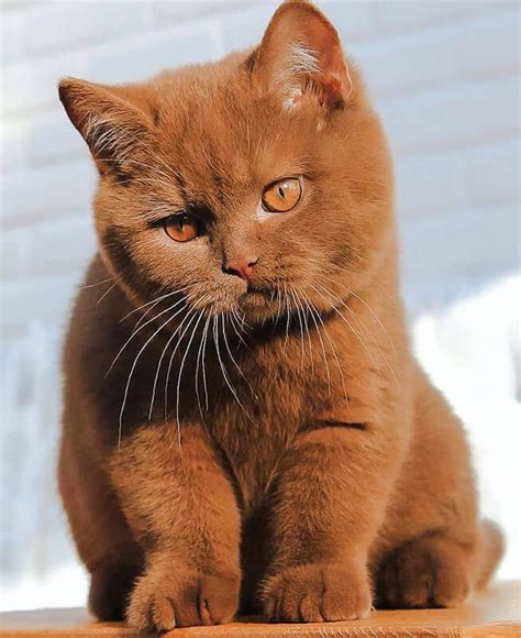 The 12 British Shorthair Cat Colors & Patterns Explained - LOL Cats