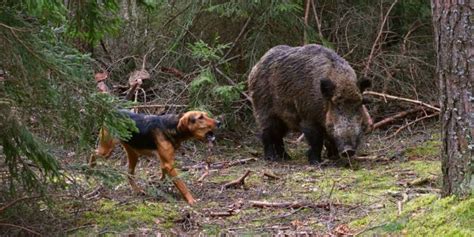 6 Tips to Prepare Your Dog for Hunting Season - Wild Trend