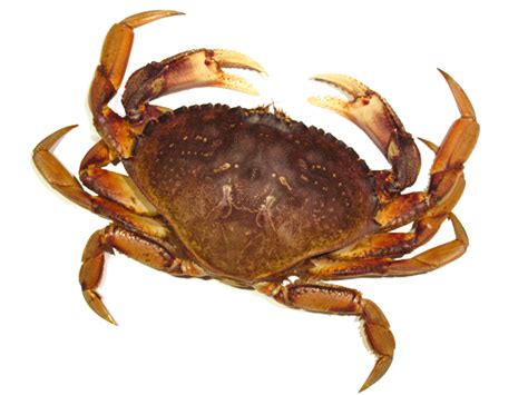 Shellfish information-Rock Crabs-Barnegat Bay