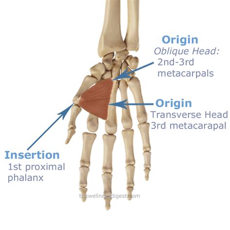 Flexor Pollicis Brevis Origin And Insertion