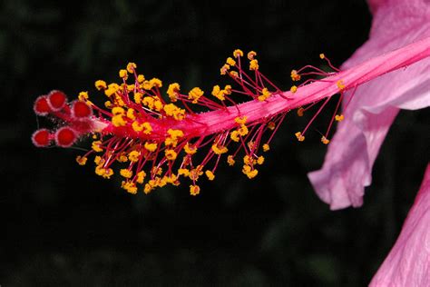 Hibiscus Stamen Photograph by Veron Miller