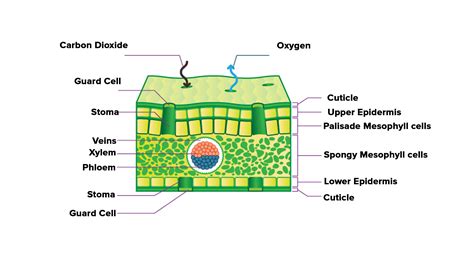 Cross Section Of Leaf Xylem And Phloem