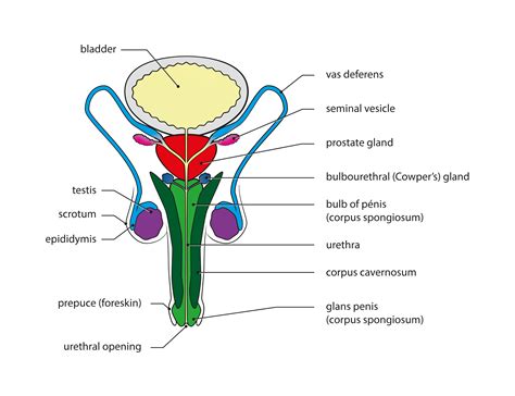 Male Reproductive System Labeled Diagram - Printable Templates Free