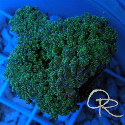 Frogspawn Coral – Green – Orchard Reef Coral Farm