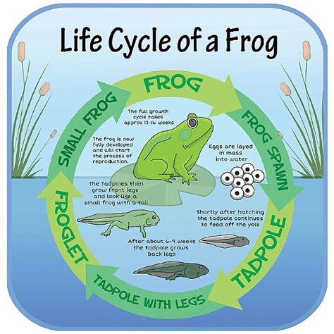 Life Cycle Of A Frog Sign