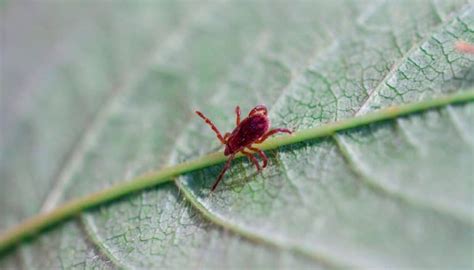 Chiggers Na Casa? Aqui está a solução mais fácil | My Race