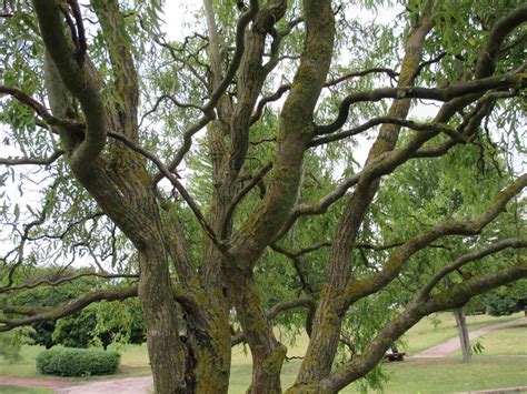 12 Common Species of Willow Trees and Shrubs