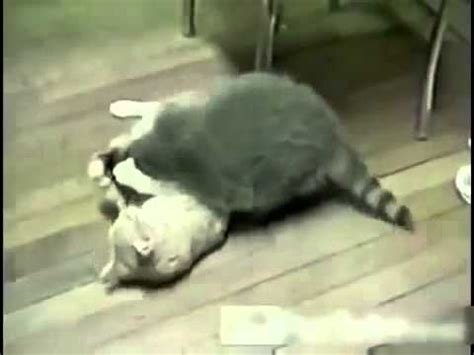 terrible fighting cat & raccoon - YouTube