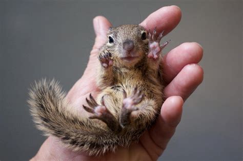 How to take care of a baby squirrel | www.whatdosquirrelseat.org