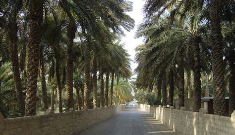 Al Ain Oasis Tour - Desert Rose Tourism, Abu Dhabi, UAE