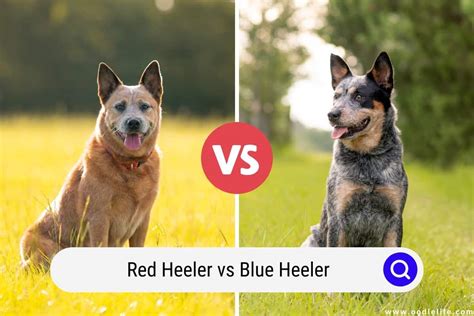 Blue And Red Heeler Puppies