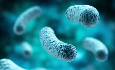 Lactobacillus acidophilus as a laxative – Medical Pharma News | Modern ...