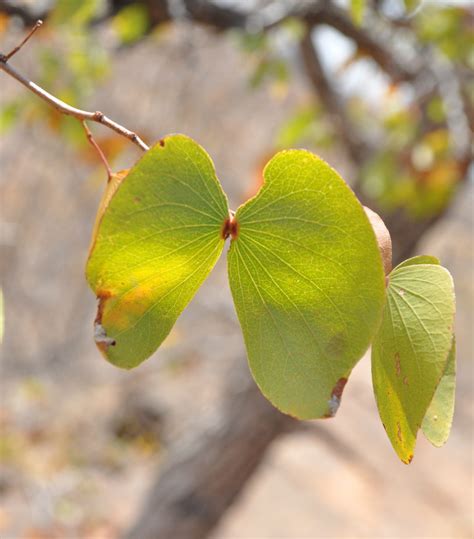 Colophospermum mopane | Tree SA