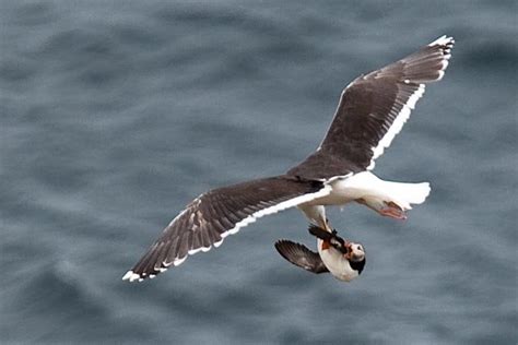 Great Black-backed Gull v Osprey - Carnivora