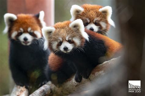 Red panda cubs recaptured after escaping from habitat at Woodland Park ...