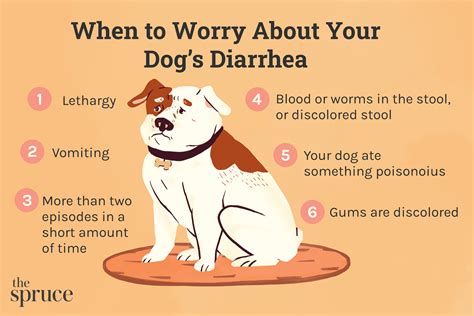 Can Treats Give Puppies Diarrhea