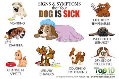 10 Signs and Symptoms that Your Dog is Sick | Top 10 Home Remedies