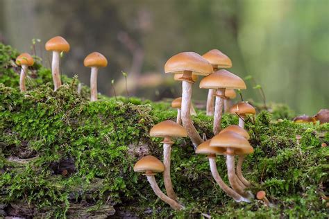 8 Most Poisonous Types Of Mushrooms - WorldAtlas