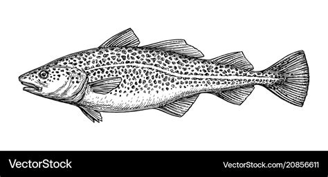 Ink sketch of cod fish Royalty Free Vector Image