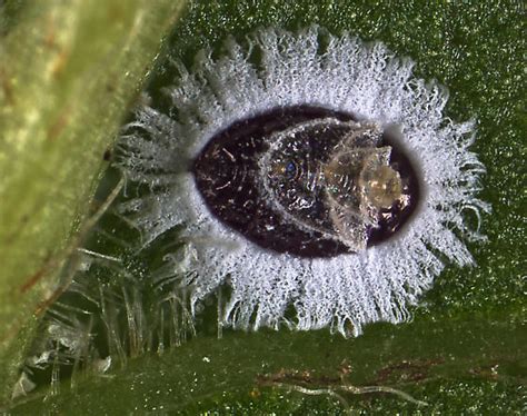 Whitefly pupa? - Tetraleurodes mori - BugGuide.Net