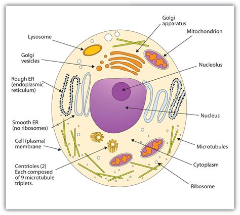 animal cell diagram functions | diagram link | Human cell diagram ...