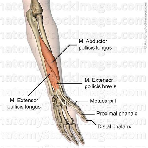 forearm-hand-thumb-musculus-extensor-pollicis-longus-brevis-abductor ...