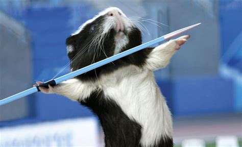 London 2012 Olympics: Company designs Guinea Pig Olympics calendar ...