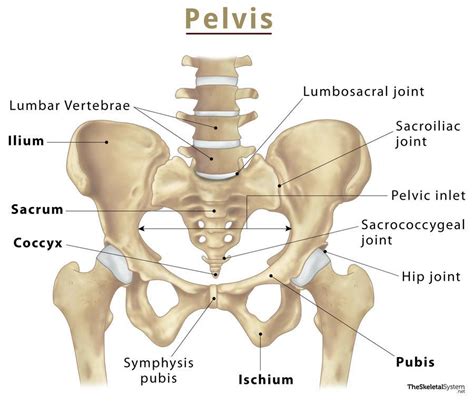 Pelvic Bones