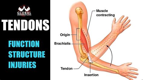 TENDON STRUCTURE AND FUNCTION (What are the tendons and what they do ...