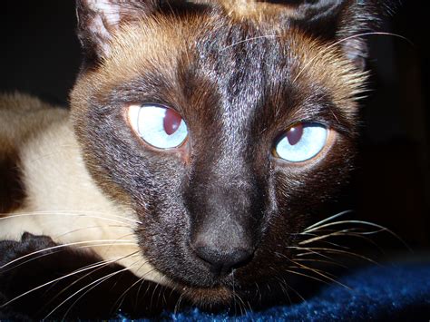 File:Siamese Cat Cross-Eyed.jpg - Wikipedia