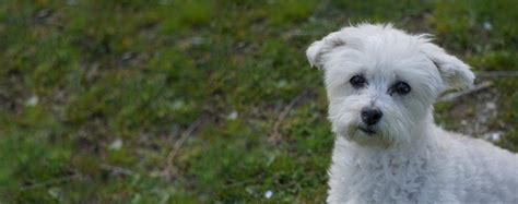 Westie Mix Breeds