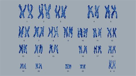 What Do Chromosomes Look Like And How Are Pairs Identified