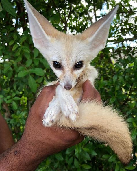 This Exotic Animal Specialist Is The Real-Life Tarzan | Animal ...