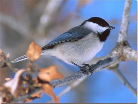 World Beautiful Birds : Carolina Chickadee | Birds Facts & Latest Pictures