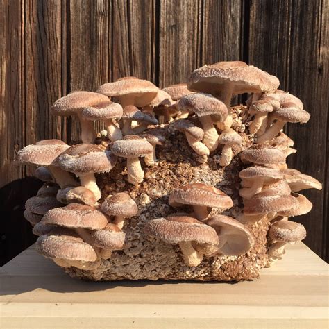 Grow Your Own Shiitake Mushroom Kit