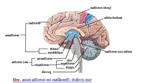 Human Brain structure and its function #मानव मस्तिष्क तथा उसके कार्य ...