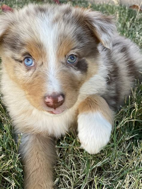 Australian Shepherd Puppies For Sale | Porterville, CA #316043