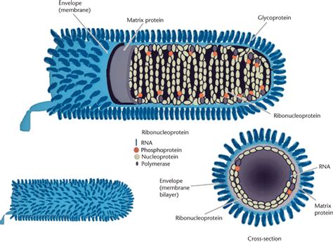 Rabies Virus Structure