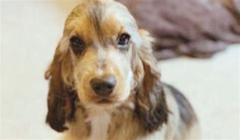 What Is A Sable Cocker Spaniel Puppy? - Easy Spaniel Training