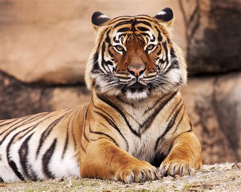 What Are The Different Types Of Tigers Living Today? - WorldAtlas