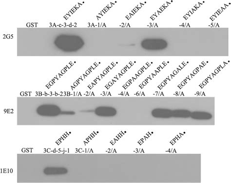 Alanine mutagenesis to determine the critical amino acids in the ...