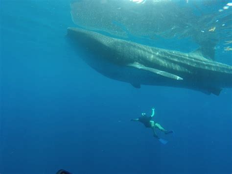 WHALE SHARK swimming and 10 MILES in prep for our marathon. - The ...