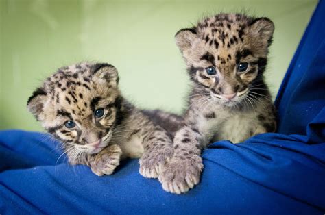 2-Clouded-leopard-cubs-web | WSU Insider | Washington State University