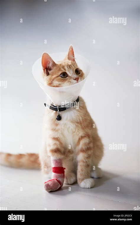 Cat wearing medical cone collar Stock Photo - Alamy