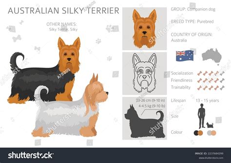 Australian Silky Terrier All Colours Clipart Stock Vector (Royalty Free ...